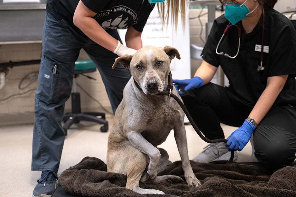 Pasadena Humane working on a dog