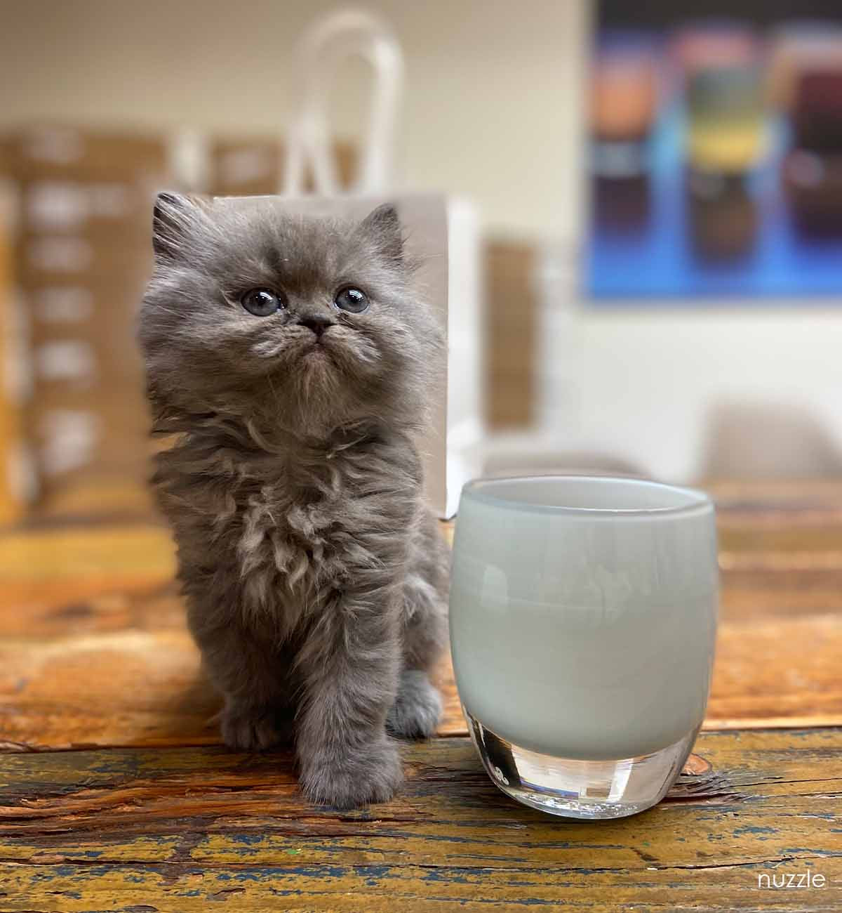 penny a gray blue long haired kitten standing next to nuzzle, a gray hand-blown glass votive candle holder.