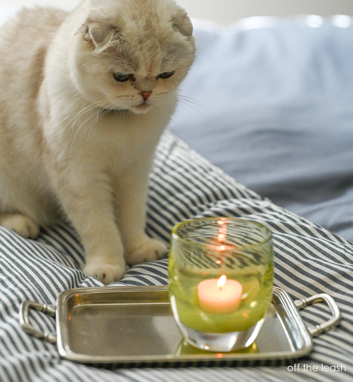 off the leash, moss green hand-blown glass votive candle holder. transparent towards the top sitting on a metal tray on a bed, with a white cat looking into the flame.