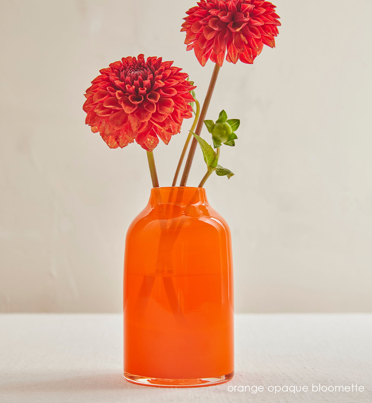 orange orange bloomette, orange opaque hand-blown glass flower bud vase with grapefruit red dahlias in front of cream table and wall.