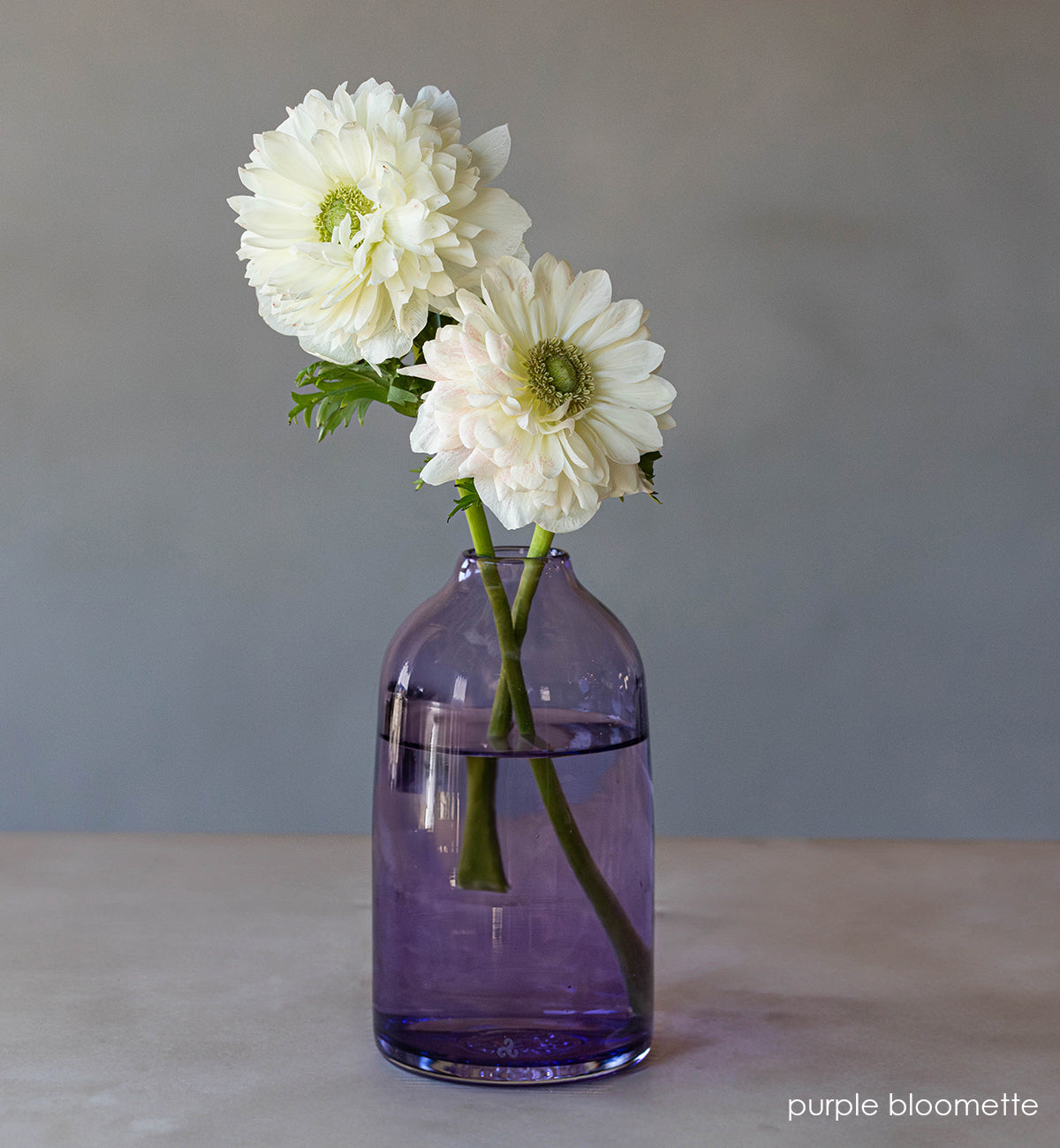 transparent purple hand-blown glass flower bud vase with white flowers on wood table and gray background