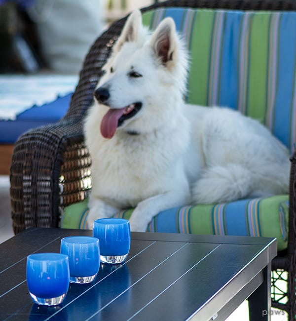 paws, opaque pale blue, hand-blown glass votive candle holder.