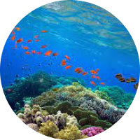 orange fish in coral reef