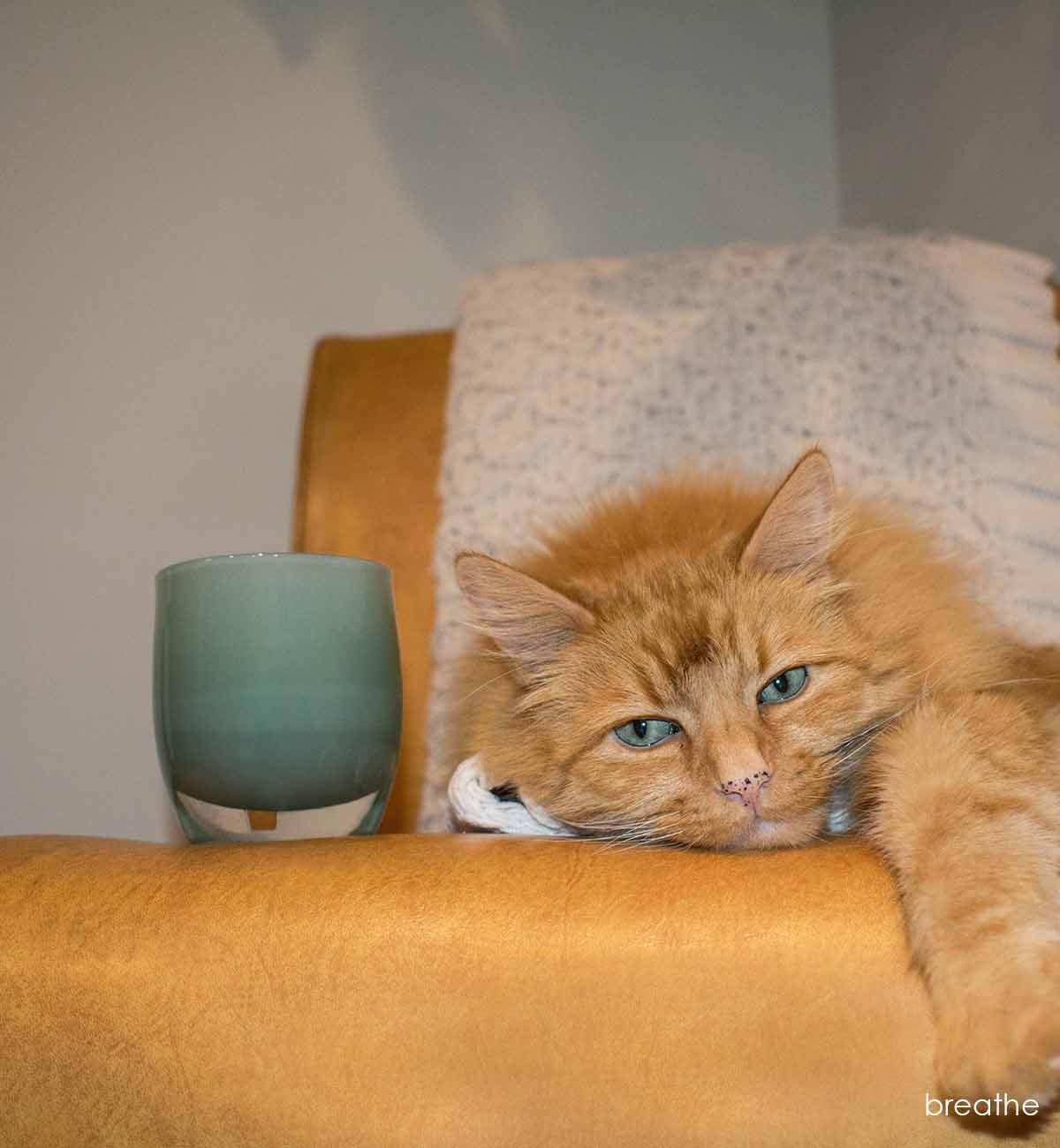 breathe a blue green hand-blown glass votive candle holder and an orange cat lounge on a leather chair.