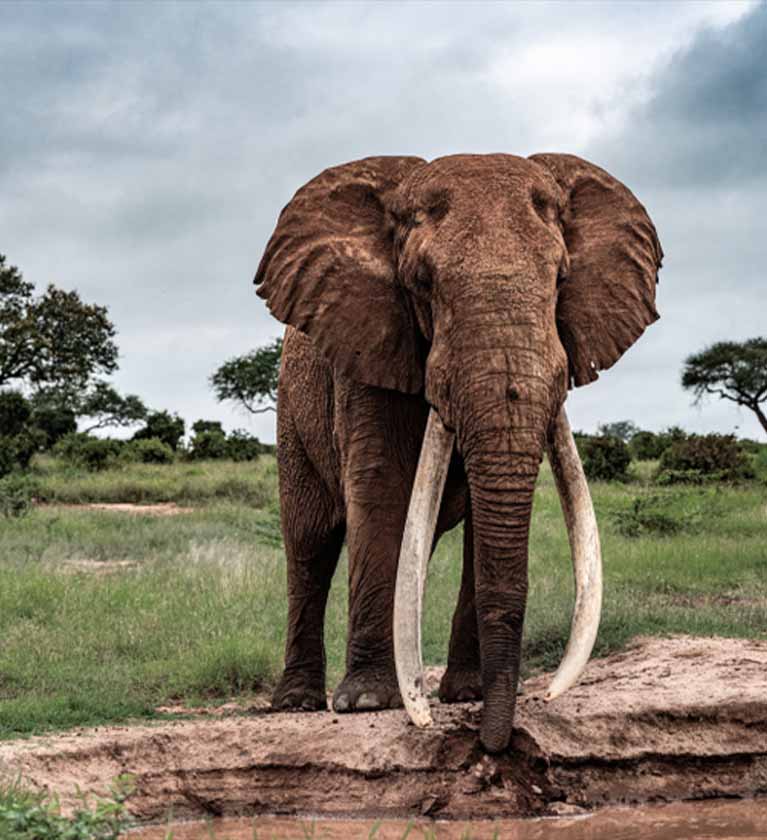 Elephant Tooth Color Code color code
