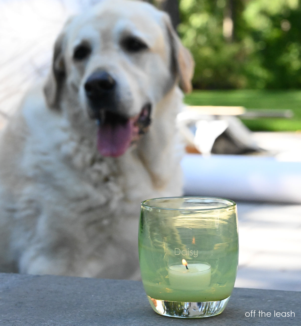 off the leash is a moss green hand-blown glass votive candle holder. transparent towards the top. etched with "daisy"