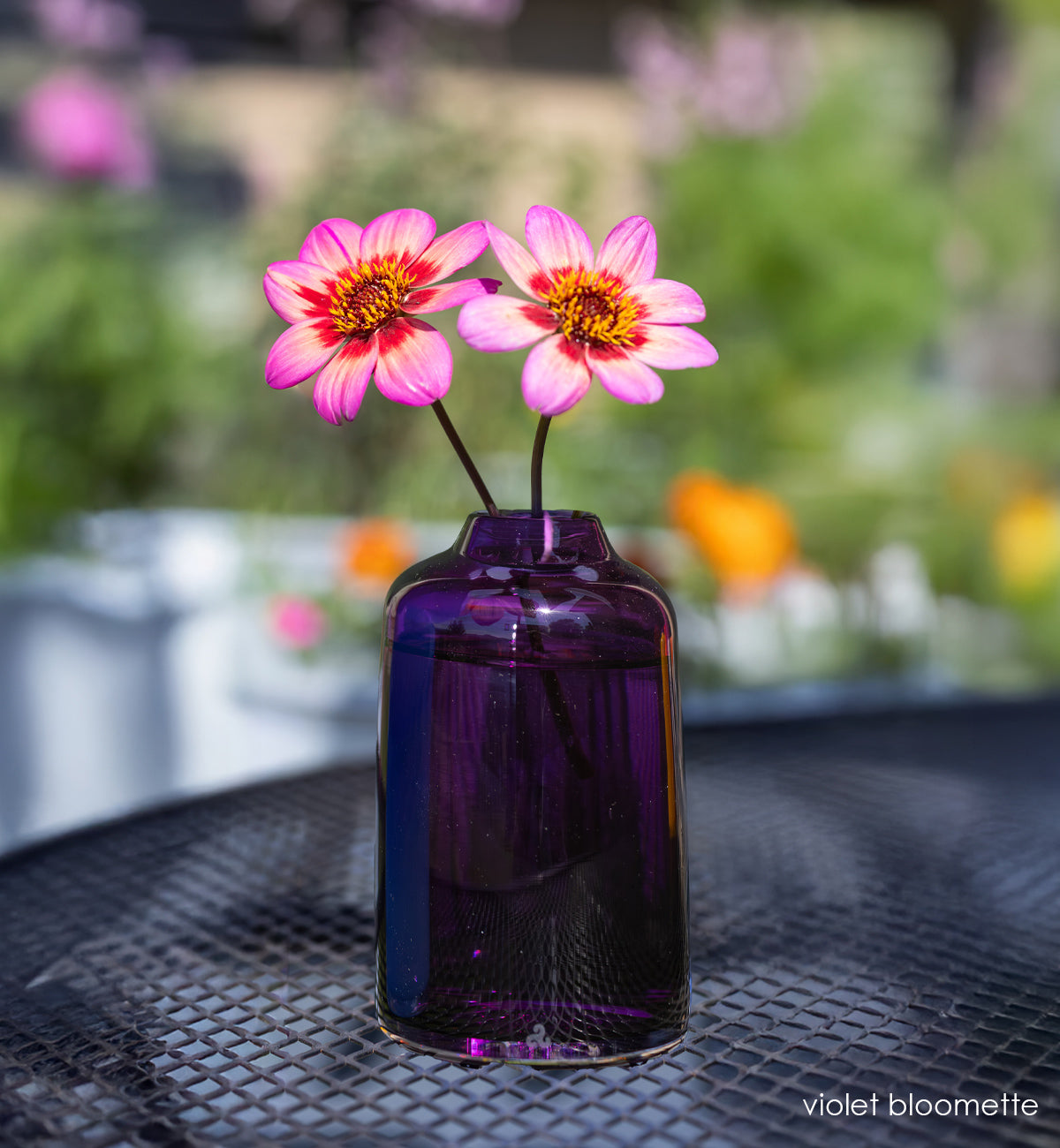 violet bloomette - purple vase with pink flowers on metal table outside. 